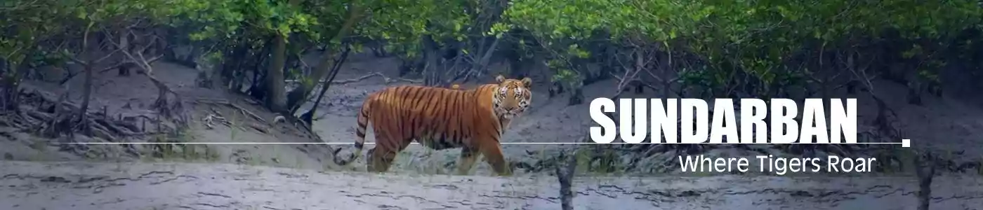 Wonderful Sundarban Package Tour Booking from Kolkata with TouristHubIndia - The Best Sundarban Package Tour Operator in Kolkata