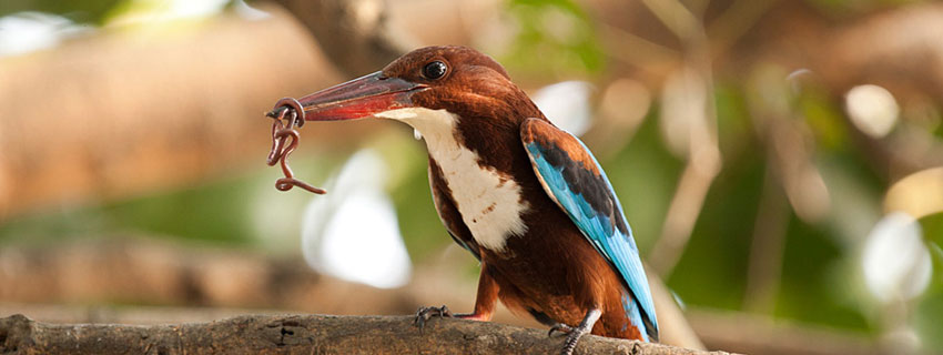 sundarban bird watching package tour from kolkata with touristhubindia