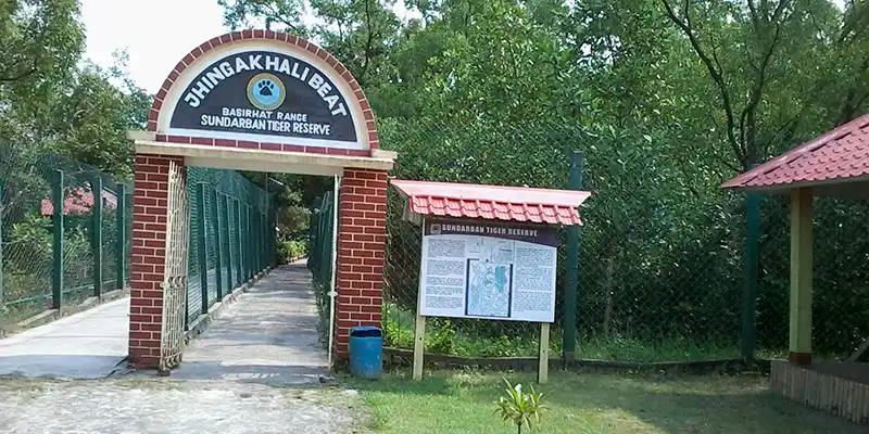 Jhingekhali Watchtower Sundarbans