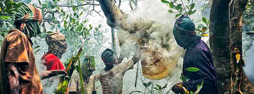 sundarban