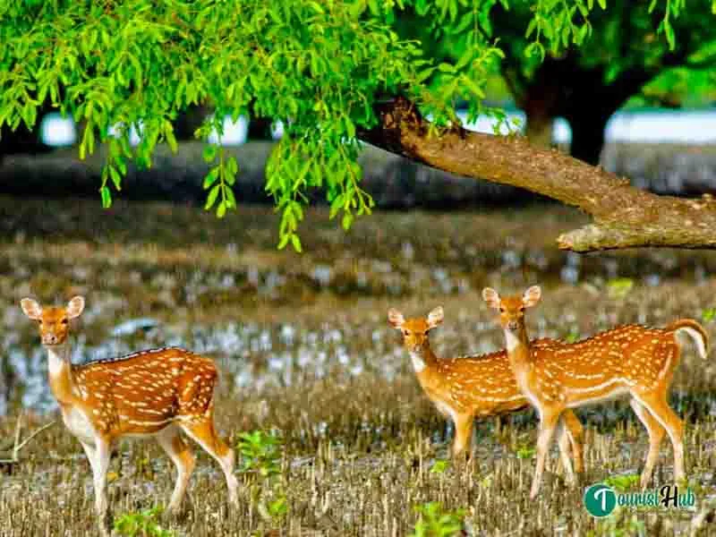 Sundarban Tour