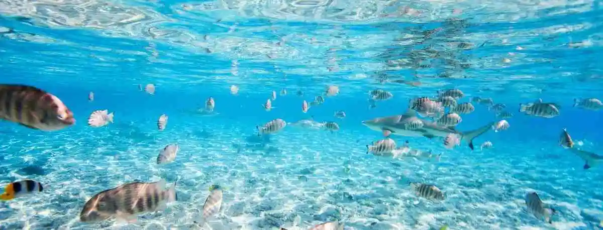 lakshadweep scuba diving adventures with Touristhub Holidays