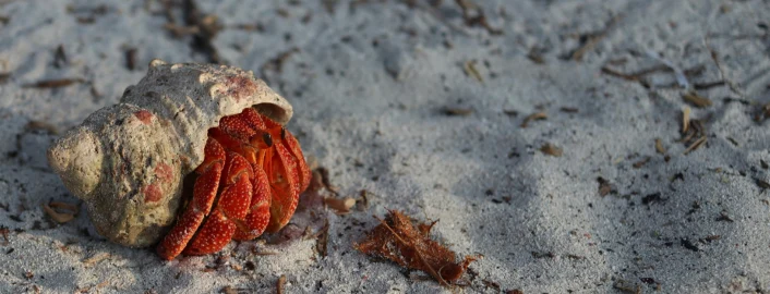 visit sea shell with Touristhub Holidays