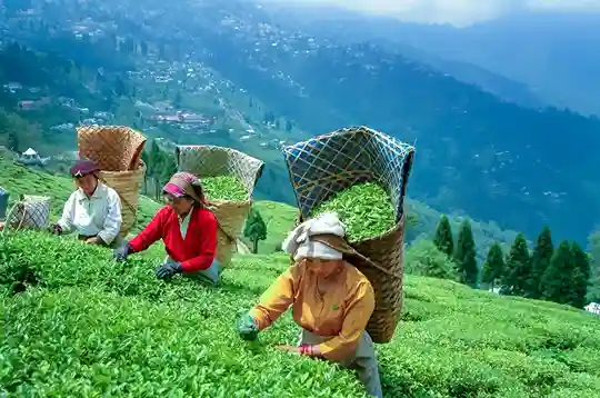 Darjeeling tour from Bagdogra with Explore Touristhub Holidays