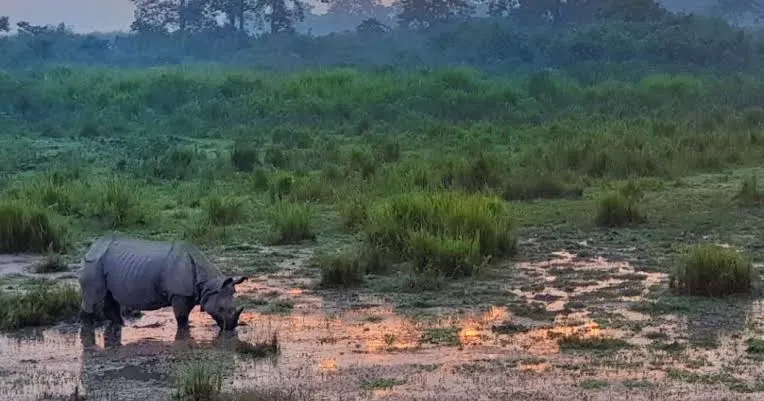 Kaziranga trip with touristhub