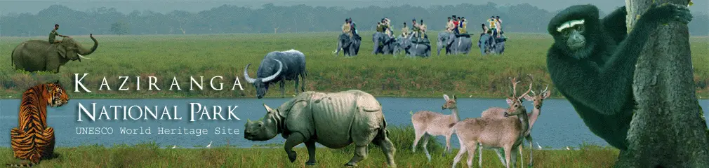 Kaziranga national park tour package from Guwahati with Touristhub Holidays - The Best Shillong Tour Operator in Bangalore