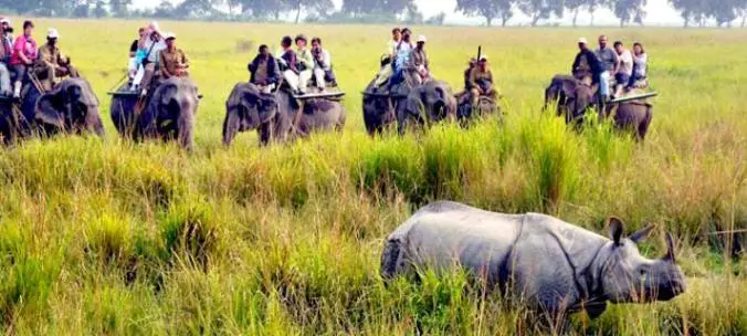 north east elephant safari with touristhubindia