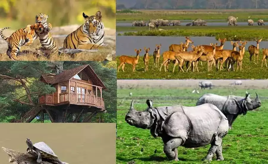 Kaziranga national park tour with touristhubindia