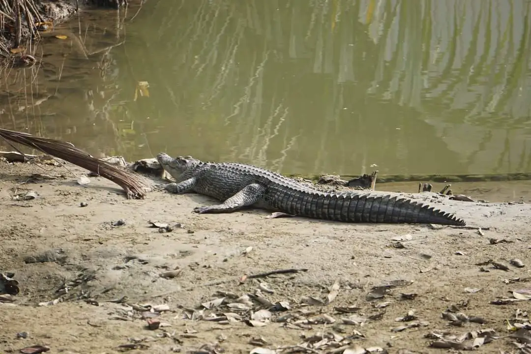 Sundarban Tour