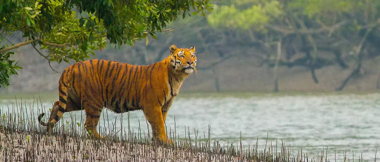 sundarban tour packages