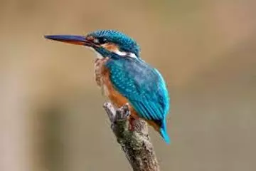 Sundarban Bird Watching