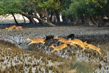 Sundarban mangrove forest