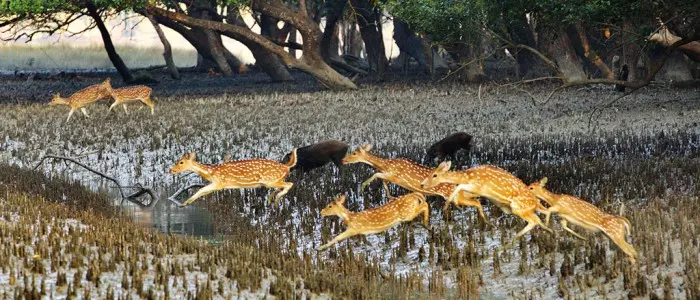 Sundarban Tourism