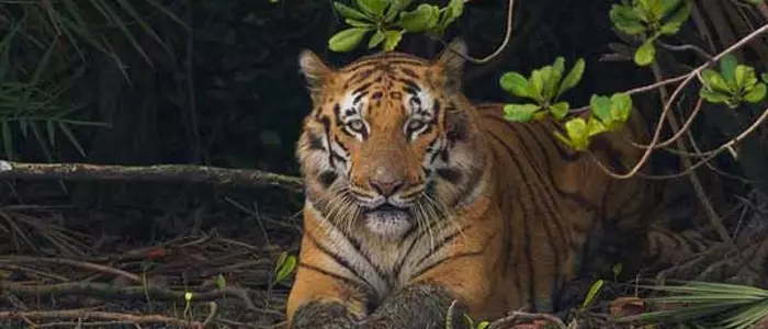 sundarban-tour-touristhubindia