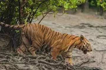 Sundarban Tour From Canning