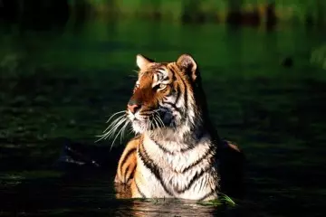 Sundarban tour from kolkata